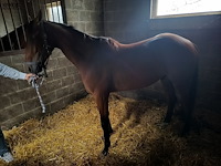 Lot 57 - paard mister elji - afbeelding 2 van  9