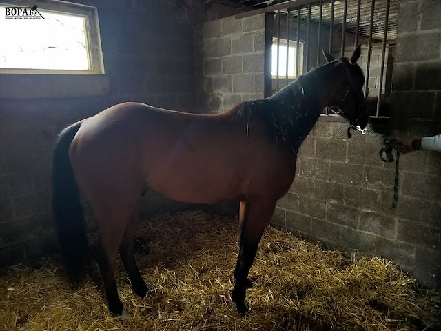 Lot 57 - paard mister elji - afbeelding 3 van  9