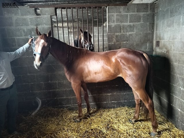 Lot 58 - paard never give up ally - afbeelding 1 van  1