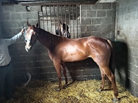 Lot 58 - paard never give up ally - afbeelding 1 van  1