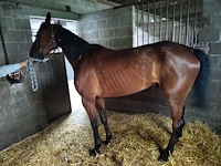 Lot 59 - paard klarborg - afbeelding 1 van  11