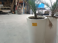 Lot 6 - dadelpalm in pot
