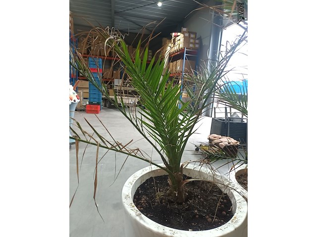 Lot 6 - dadelpalm in pot - afbeelding 2 van  3
