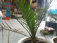 Lot 6 - dadelpalm in pot - afbeelding 2 van  3