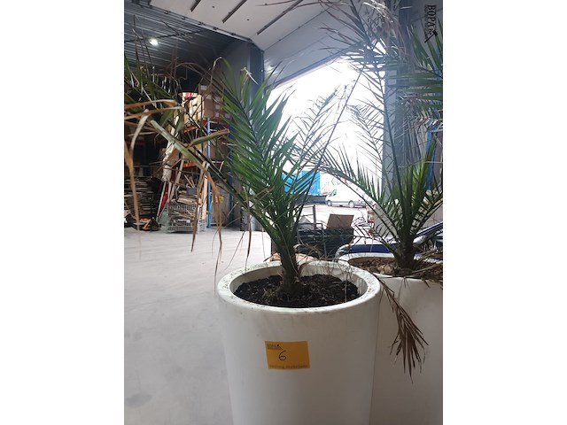 Lot 6 - dadelpalm in pot - afbeelding 3 van  3