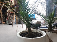 Lot 6 - dadelpalm in pot - afbeelding 3 van  3