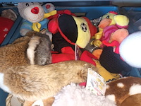 Lot 60 - knuffels. 3 bakken - afbeelding 3 van  5