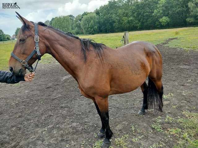 Lot 61 - paard kirr royal lj - draver - afbeelding 1 van  8
