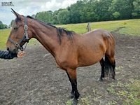 Lot 61 - paard kirr royal lj - draver - afbeelding 1 van  8