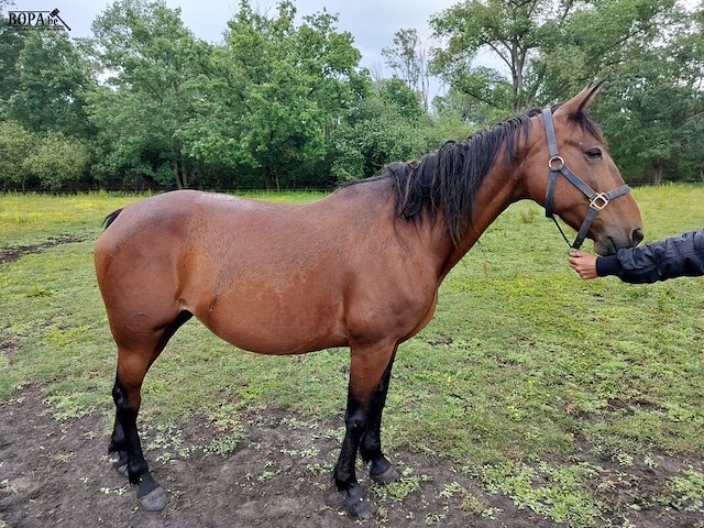 Lot 61 - paard kirr royal lj - draver - afbeelding 2 van  8