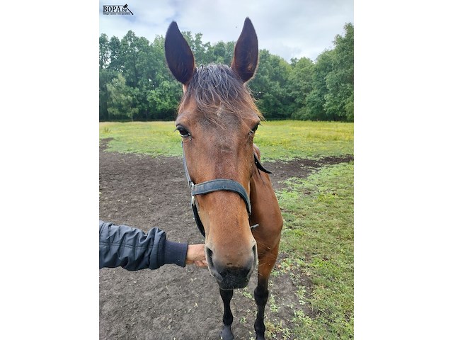 Lot 61 - paard kirr royal lj - draver - afbeelding 3 van  8