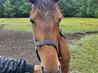 Lot 61 - paard kirr royal lj - draver - afbeelding 3 van  8