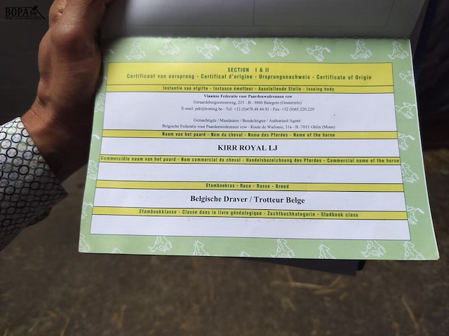 Lot 61 - paard kirr royal lj - draver - afbeelding 5 van  8