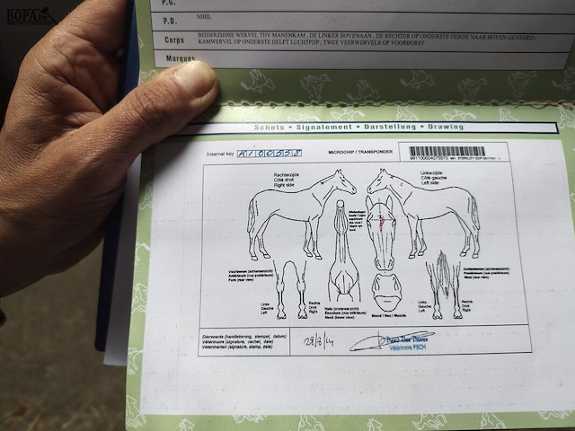 Lot 61 - paard kirr royal lj - draver - afbeelding 7 van  8