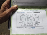 Lot 61 - paard kirr royal lj - draver - afbeelding 7 van  8