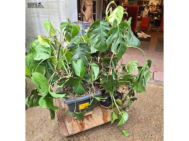 Lot 62 - kamerplant in pot 2 stuks - afbeelding 1 van  4