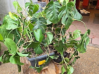 Lot 62 - kamerplant in pot 2 stuks - afbeelding 1 van  4