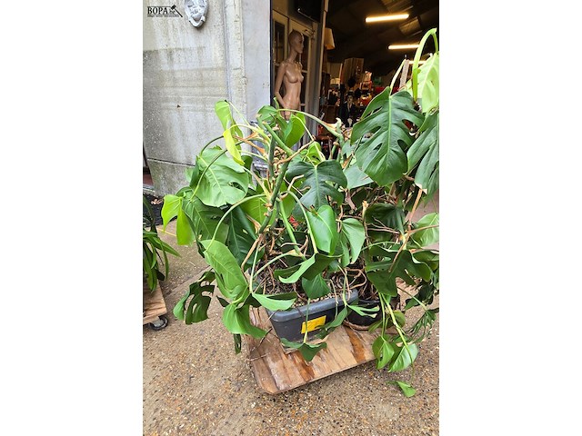 Lot 62 - kamerplant in pot 2 stuks - afbeelding 2 van  4