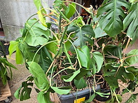 Lot 62 - kamerplant in pot 2 stuks - afbeelding 2 van  4