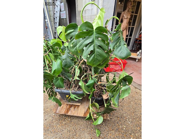 Lot 62 - kamerplant in pot 2 stuks - afbeelding 3 van  4