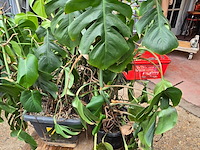 Lot 62 - kamerplant in pot 2 stuks - afbeelding 3 van  4