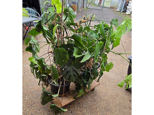 Lot 62 - kamerplant in pot 2 stuks - afbeelding 4 van  4