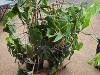 Lot 62 - kamerplant in pot 2 stuks - afbeelding 4 van  4