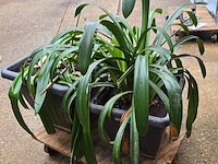 Lot 63 - kamerplant in pot 2 stuks - afbeelding 1 van  4