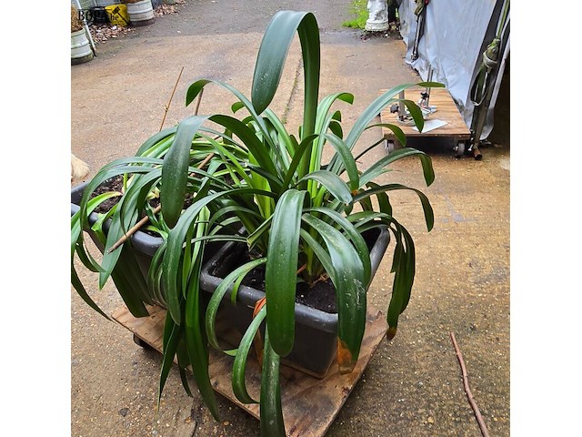 Lot 63 - kamerplant in pot 2 stuks - afbeelding 2 van  4