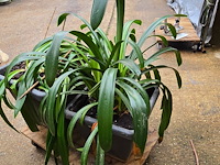 Lot 63 - kamerplant in pot 2 stuks - afbeelding 2 van  4