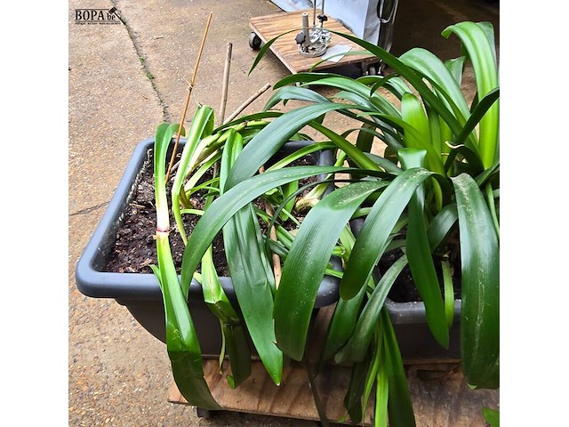 Lot 63 - kamerplant in pot 2 stuks - afbeelding 3 van  4