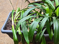 Lot 63 - kamerplant in pot 2 stuks - afbeelding 3 van  4