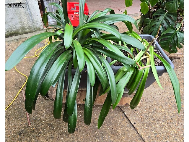 Lot 63 - kamerplant in pot 2 stuks - afbeelding 4 van  4