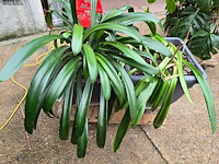 Lot 63 - kamerplant in pot 2 stuks - afbeelding 4 van  4