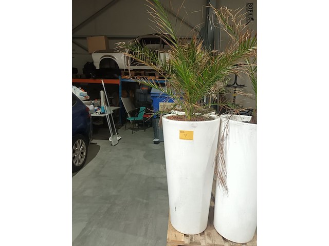 Lot 7 - dadelpalm in pot - afbeelding 1 van  3