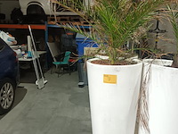 Lot 7 - dadelpalm in pot