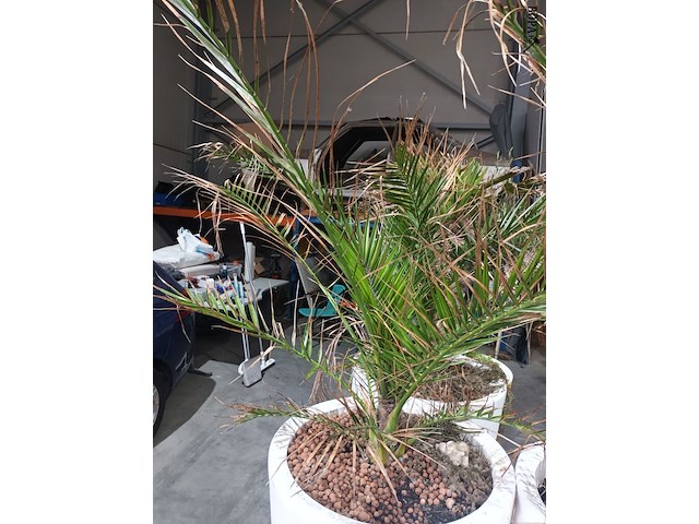 Lot 7 - dadelpalm in pot - afbeelding 2 van  3