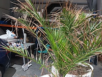 Lot 7 - dadelpalm in pot - afbeelding 2 van  3