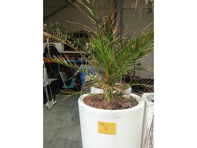 Lot 7 - dadelpalm in pot - afbeelding 3 van  3
