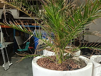 Lot 7 - dadelpalm in pot - afbeelding 3 van  3