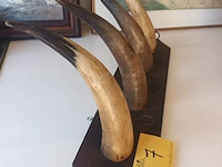 Lot 7 - kapstok met hoorns - afbeelding 2 van  3