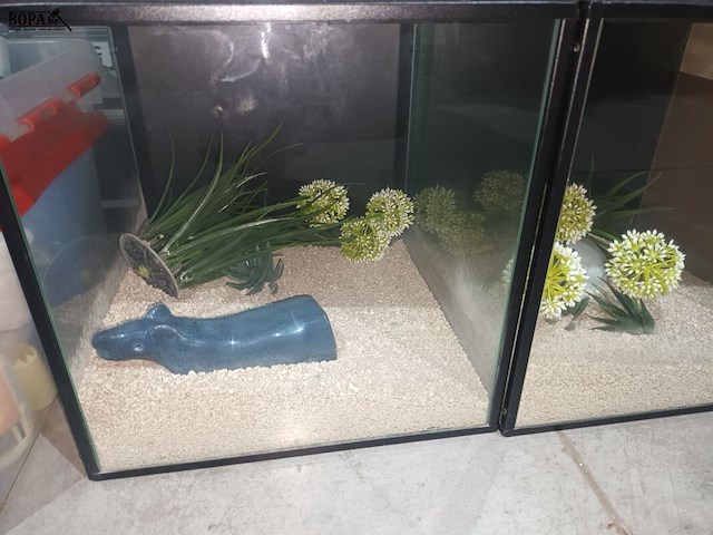 Lot 70 - vitrine kubus. 4 stuks - afbeelding 2 van  4