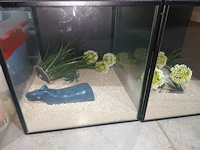 Lot 70 - vitrine kubus. 4 stuks - afbeelding 2 van  4