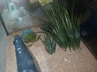 Lot 70 - vitrine kubus. 4 stuks - afbeelding 4 van  4