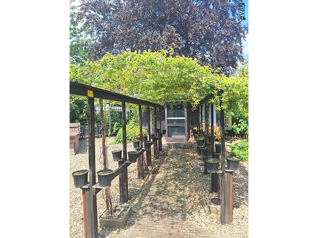 Lot 71 - pergola voor klimplanten - afbeelding 1 van  3