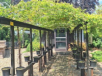 Lot 71 - pergola voor klimplanten - afbeelding 1 van  3