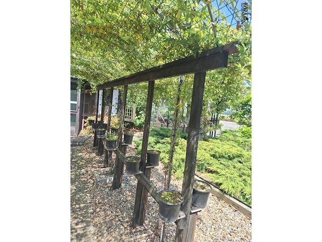 Lot 71 - pergola voor klimplanten - afbeelding 3 van  3