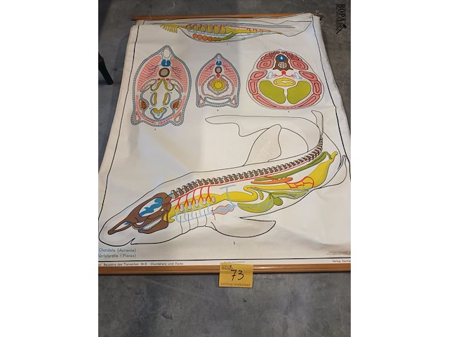Lot 73 - vintage schoolplaat vissen - afbeelding 1 van  5