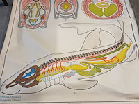 Lot 73 - vintage schoolplaat vissen - afbeelding 1 van  5