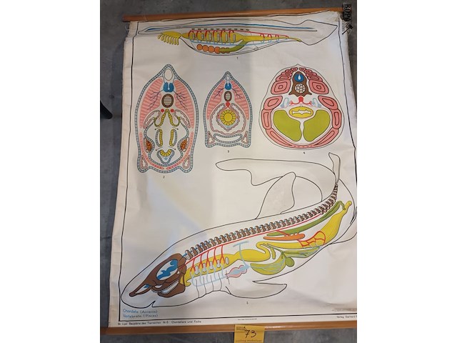 Lot 73 - vintage schoolplaat vissen - afbeelding 2 van  5